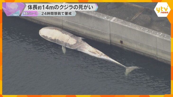 神戸沖に体長14メートルのクジラの死がい漂流、防波堤で係留、24時間体制で警戒　処理方法を協議へ