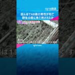 野生の鹿に角で刺されたか　田んぼで68歳の男性が死亡　#shorts #読売テレビニュース