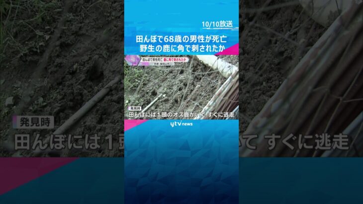 野生の鹿に角で刺されたか　田んぼで68歳の男性が死亡　#shorts #読売テレビニュース