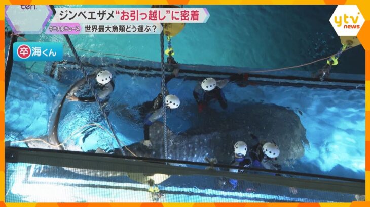 海遊館のシンボル「ジンベエザメ」が“お引っ越し”　生態調査のため太平洋へ　新しい海くんお披露目