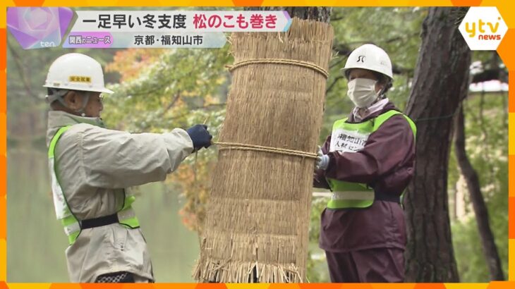 一足早い冬支度「松のこも巻き」害虫をこもと一緒に焼く、昔ながらの松枯れ防止対策　京都・福知山市