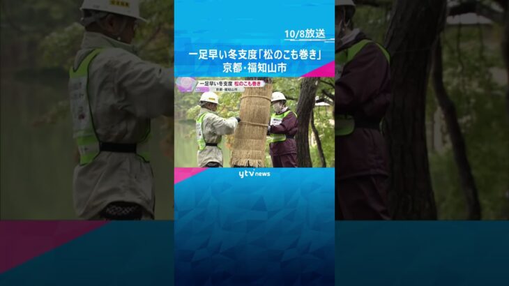 一足早い冬支度「松のこも巻き」害虫をこもと一緒に焼く、昔ながらの松枯れ防止対策　京都・福知山市　#shorts   　#読売テレビニュース