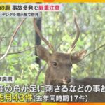 鹿の角に奈良県が「厳重注意」　奈良公園で鹿の角に刺されてケガをする事故相次ぐ　昨年の2.5倍増