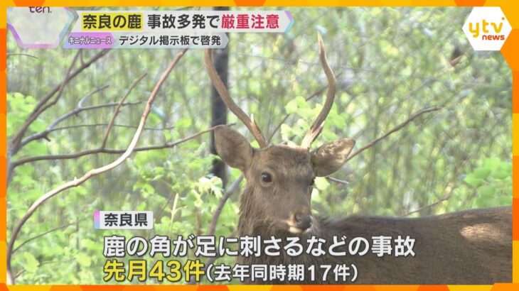 鹿の角に奈良県が「厳重注意」　奈良公園で鹿の角に刺されてケガをする事故相次ぐ　昨年の2.5倍増