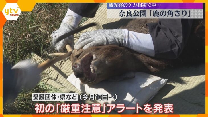 奈良公園で秋の恒例行事「鹿の角きり」　角が刺さるなど観光客のケガが相次ぎ「厳重注意」呼び掛け