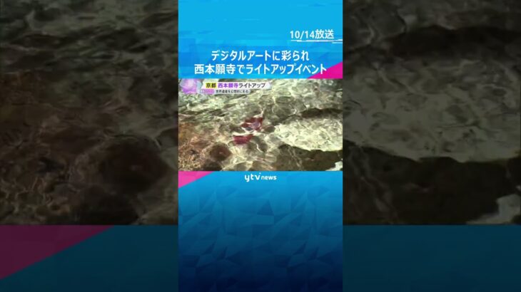 世界遺産を幻想的に彩る　京都・西本願寺でライトアップイベント開催　来場者は提灯を手に持ちながら　#shorts #読売テレビニュース