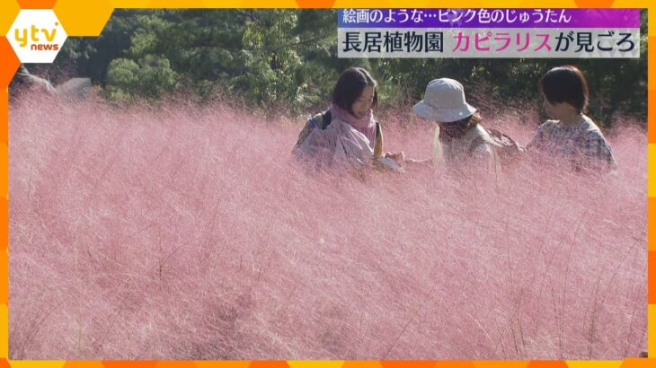 「幻想的な感じ」「綿の上にいるみたい」淡いピンク色の“カピラリス”が見ごろ　大阪・長居植物園　　