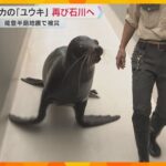 能登半島地震で避難のアシカ「ユウキくん」　天王寺動物園から、石川県内の“別の”動物園にお引越し