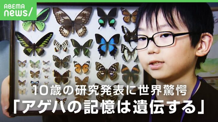 【小さな昆虫博士】「蝶は神様です」幼虫の頃の“においの記憶”が遺伝？国際学会で英語のスピーチ 海外の研究者が絶賛｜アベヒル