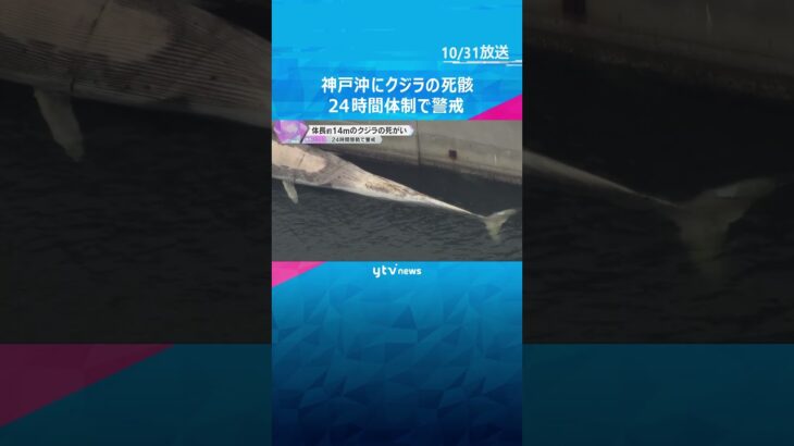 神戸沖に体長14メートルのクジラの死がい漂流、防波堤で係留、24時間体制で警戒　処理方法を協議へ　#shorts　#読売テレビニュース