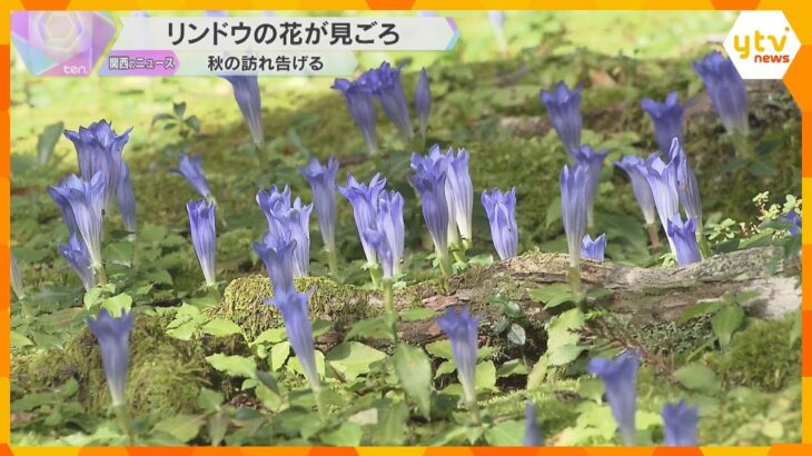 数千株の自生「リンドウ」が見ごろ　日が差すと花が開き、夜になるとつぼみに戻る　和歌山・那智勝浦町