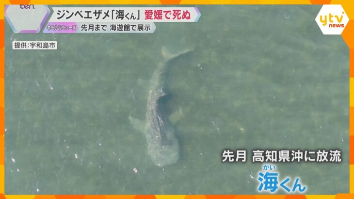 海遊館にいたジンベエザメ「海くん」愛媛県の河口で死ぬ　10月初めに高知県沖の太平洋に帰したばかり