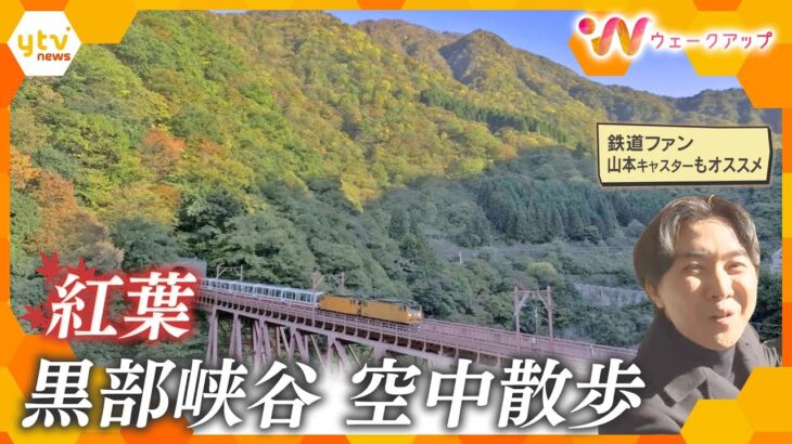 ＜絶景紅葉＞鉄道“マニア”山本キャスターもおすすめ！黒部峡谷とトロッコ電車のコラボ【ウェークアップ】