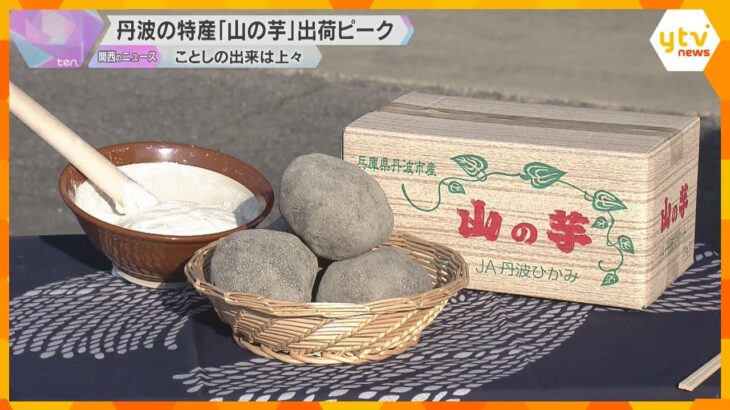 兵庫・丹波市の特産「山の芋」出荷が最盛期に　丸くゴツゴツ、すり下ろした時の粘りが強いのが特徴