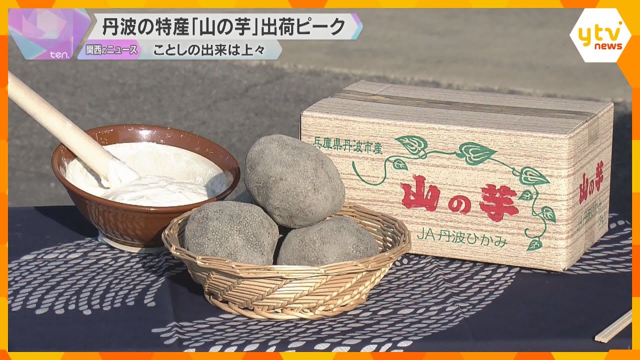 兵庫・丹波市の特産「山の芋」出荷が最盛期に　丸くゴツゴツ、すり下ろした時の粘りが強いのが特徴