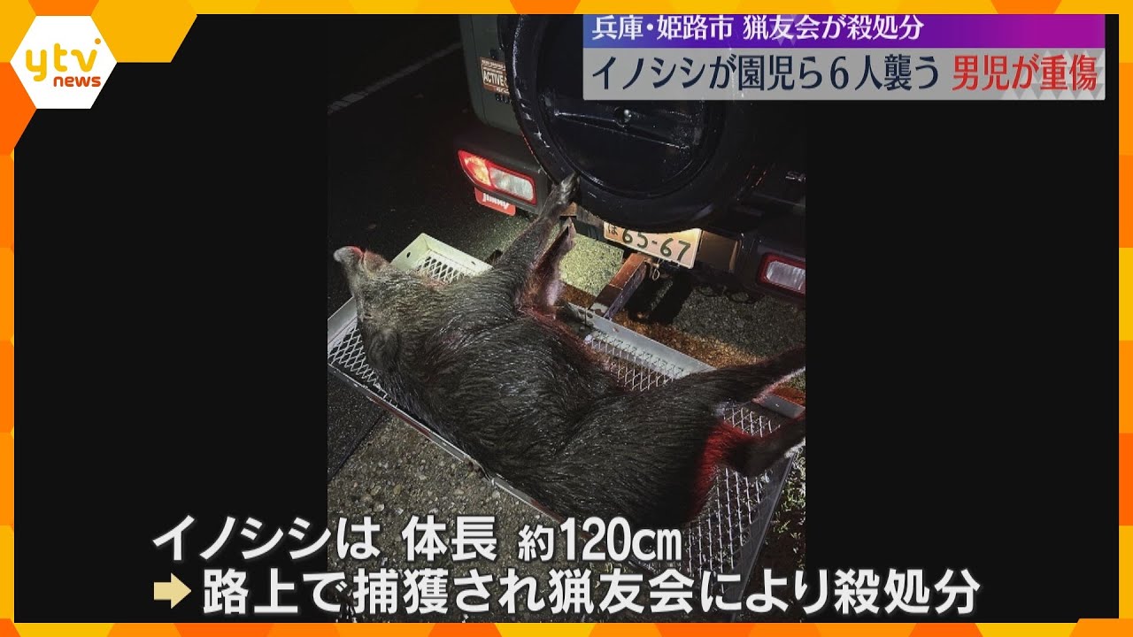 イノシシがこども園の園児らを襲う　男児に突然飛びつき手や足を噛み、6人が重軽傷　兵庫・姫路市