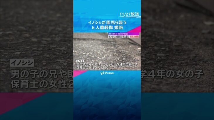 イノシシがこども園の園児らを襲う　男児に突然飛びつき手や足を噛み、6人が重軽傷　兵庫・姫路市 #shorts　#読売テレビニュース