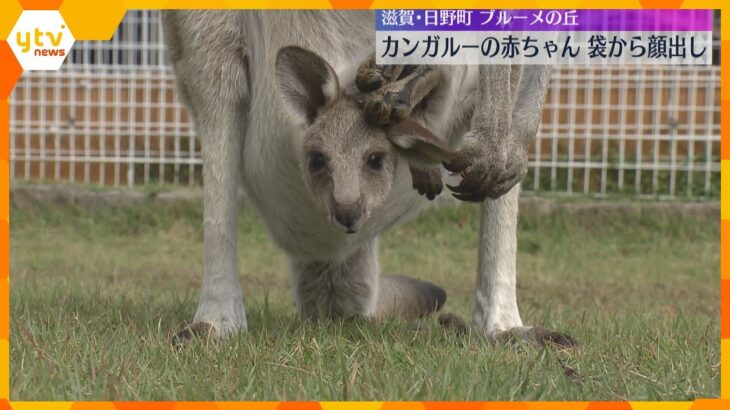 ママのお腹の袋から“ひょっこり”　ハイイロカンガルーの赤ちゃんすくすく成長　滋賀・ブルーメの丘