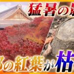 【異変】枯れる京都の紅葉　一体なにが？　樹齢100年を超えるもみじも　夏の猛暑の影響か「京都からもみじがなくならないか心配」【情報ネットten.特集】