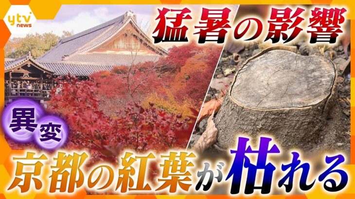 【異変】枯れる京都の紅葉　一体なにが？　樹齢100年を超えるもみじも　夏の猛暑の影響か「京都からもみじがなくならないか心配」【情報ネットten.特集】