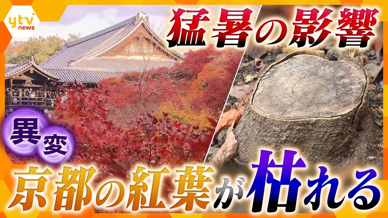 【異変】枯れる京都の紅葉　一体なにが？　樹齢100年を超えるもみじも　夏の猛暑の影響か「京都からもみじがなくならないか心配」【情報ネットten.特集】