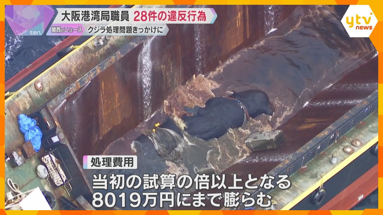 大阪港湾局職員、28件の違反行為確認　クジラの「淀ちゃん」の処理費用が膨らんだ問題をきっかけに