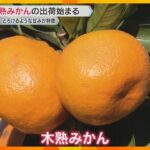 とろけるような甘みが特徴　収穫直前まで熟させる「木熟みかん」出荷始まる　和歌山・上富田町