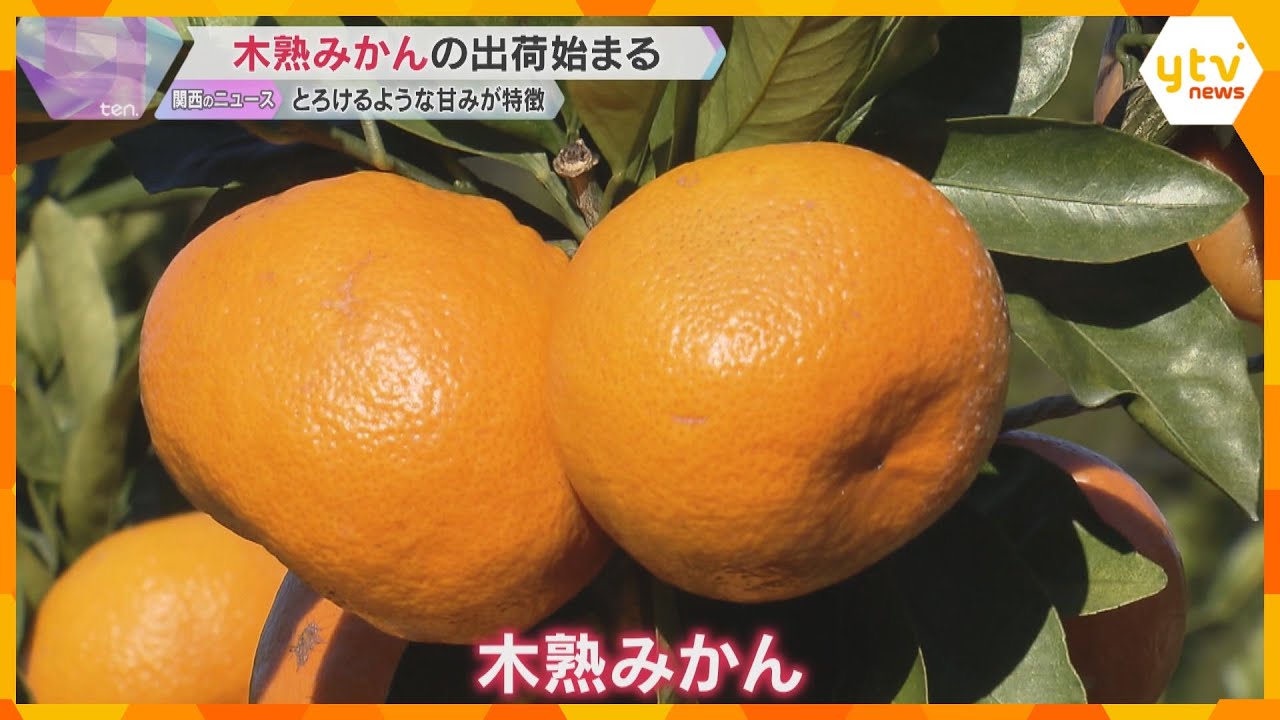 とろけるような甘みが特徴　収穫直前まで熟させる「木熟みかん」出荷始まる　和歌山・上富田町