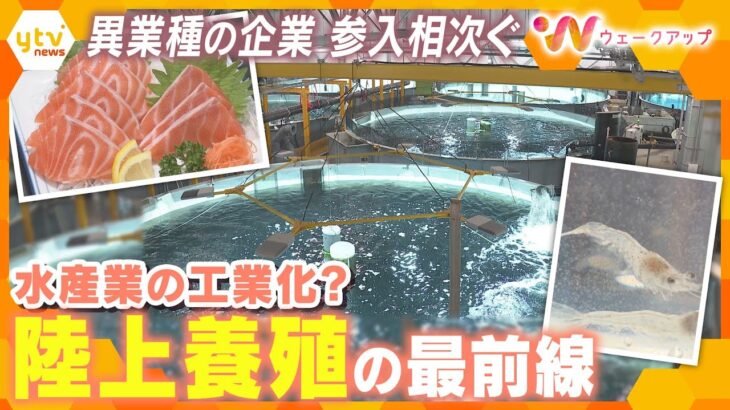 通信会社が漁業に参入！？「陸上養殖」　新ビジネスの最前線 【ウェークアップ】