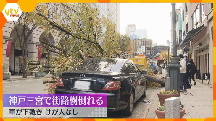 三宮で街路樹が根本から倒れる　車が下敷きもけが人はなし　街路樹は神戸市の管轄で内部は空洞　神戸