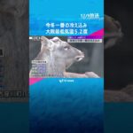 「初めてエアコンつけた」近畿各地で今季一番の冷え込み　最低気温は大阪5.2℃、京都3.5℃#旅行 #shorts #読売テレビニュース