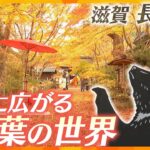 国宝「長寿寺」　冬を彩る一面のもみじと可愛らしい“動物”が人々を魅了　赤から黄色のもみじの絨毯のグラデーション　夜のライトアップも魅力【かんさい情報ネット ten.】