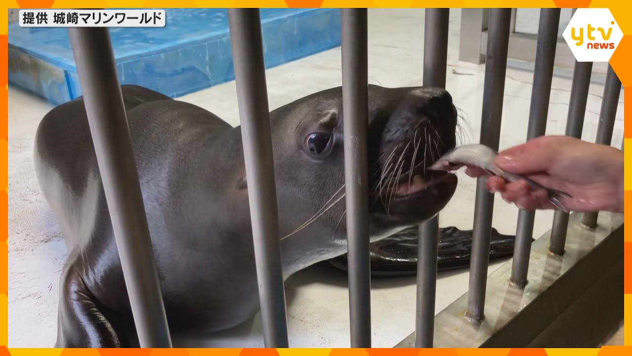 トドの「カナタ」と触れ合う特別ツアー　エサやり体験や飼育員のエピソード紹介も　城崎マリンワールド