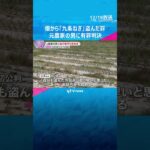 「盗んだ方が手っ取り早い」九条ねぎ盗んだ元農家の男に有罪判決「動機に酌量の余地なく悪質」　#shorts #読売テレビニュース