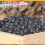 【おせち料理に】丹波篠山市特産の黒大豆「丹波黒」が出荷最盛期　粒が大きく甘みとコクが特徴　兵庫