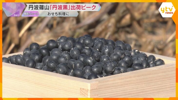 【おせち料理に】丹波篠山市特産の黒大豆「丹波黒」が出荷最盛期　粒が大きく甘みとコクが特徴　兵庫