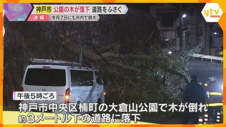 公園の木が倒れ落下、道路をふさぐ　けが人なし　神戸市中央区　12月7日も市内の倒木で車が下敷きに