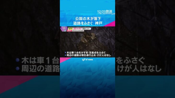 公園の木が倒れ落下、道路をふさぐ　けが人なし　神戸市中央区　12月7日も市内の倒木で車が下敷きに  #shorts #読売テレビニュース