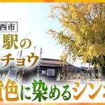 樹齢85年　小さな無人駅の目の前にそびえ立ち、町を黄色に染める～兵庫県加西市・網引駅の大イチョウ～【かんさい情報ネット ten.】