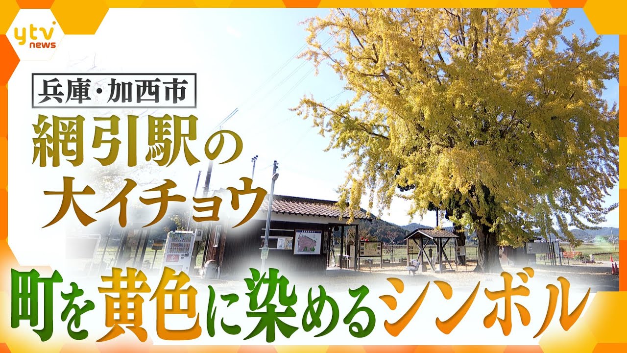 樹齢85年　小さな無人駅の目の前にそびえ立ち、町を黄色に染める～兵庫県加西市・網引駅の大イチョウ～【かんさい情報ネット ten.】