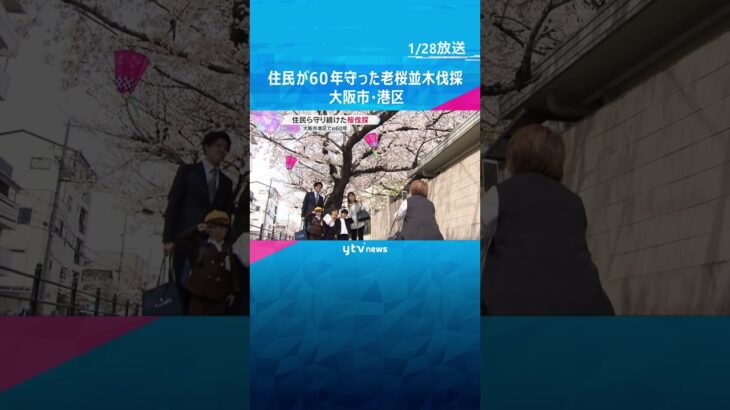 「仕方ない。長いこと楽しませてもらった」60年住民が守り続けた桜並木が伐採　高齢化で管理難しく　#shorts #読売テレビニュース