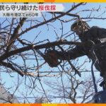 「仕方ない。長いこと楽しませてもらった」60年住民が守り続けた桜並木が伐採　高齢化で管理難しく