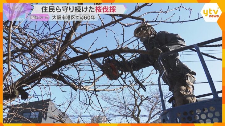 「仕方ない。長いこと楽しませてもらった」60年住民が守り続けた桜並木が伐採　高齢化で管理難しく