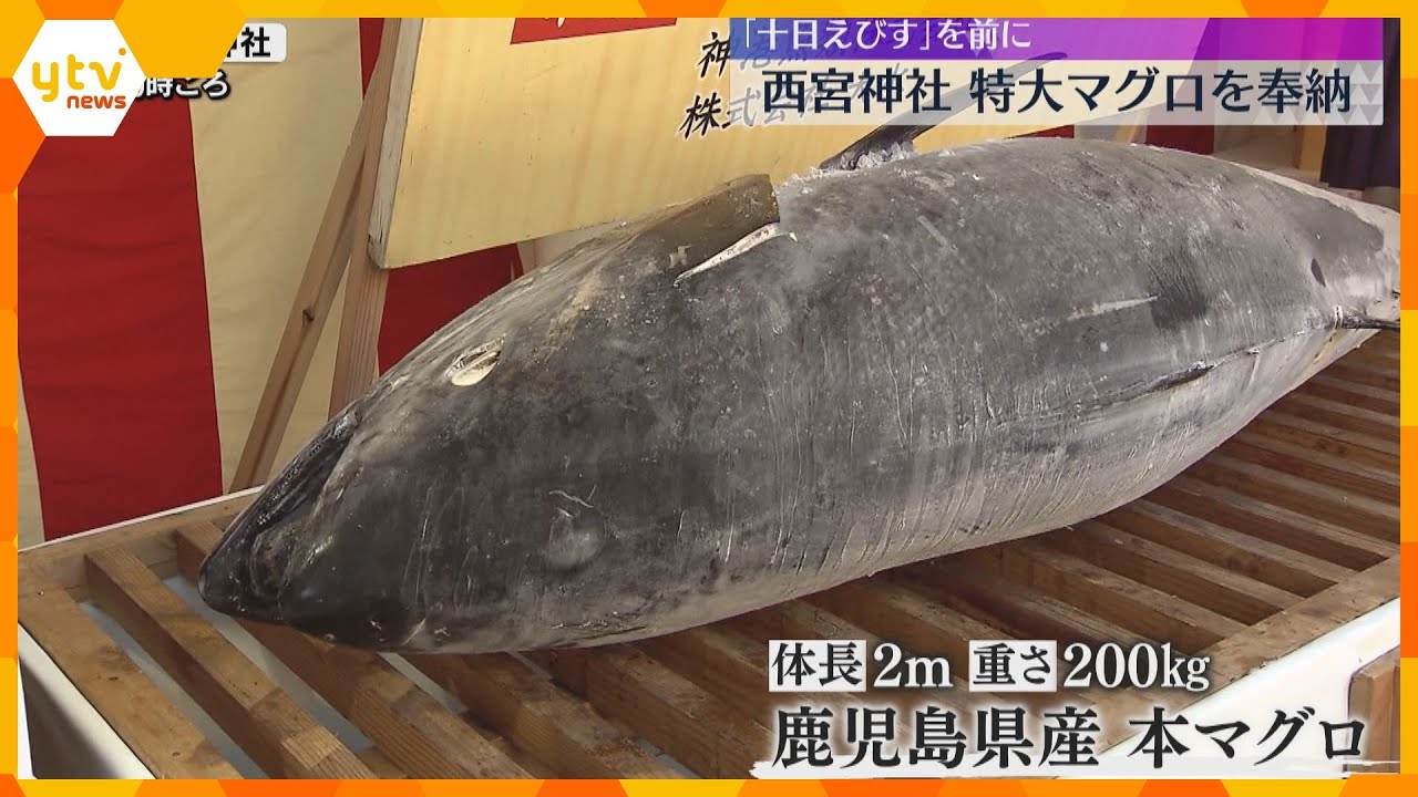 『えべっさん』総本社の西宮神社　「十日えびす」前に200キロ特大マグロ奉納　参拝者らお金貼り付け
