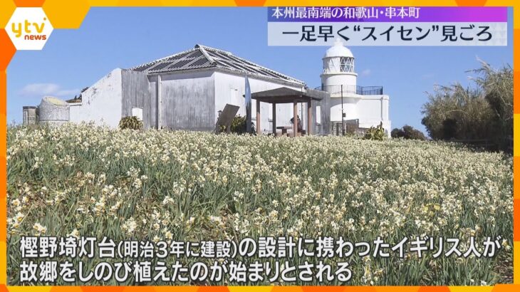 一足早くスイセンが見ごろ　冬でも暖かい本州最南端の和歌山・串本町　白い花が咲き、ほのかに甘い香り