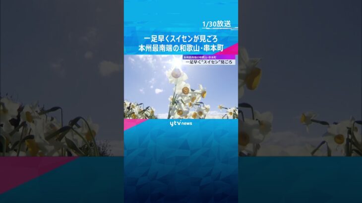 一足早くスイセン見ごろ　冬でも暖かい本州最南端の和歌山・串本町　白い花が咲き、ほのかに甘い香り #shorts #読売テレビニュース