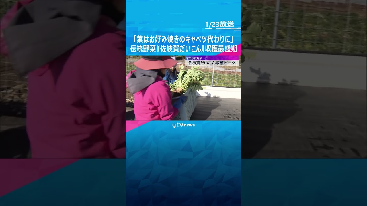 京の伝統野菜『佐波賀だいこん』収穫最盛期　#shorts　#読売テレビニュース