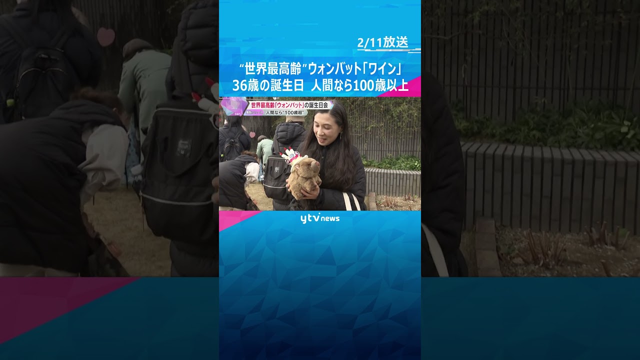 人間なら100歳以上「飼育下で世界最高齢」ギネス世界記録にも認定のウォンバット36歳の誕生日会　大阪・五月山動物園　#shorts #読売テレビニュース