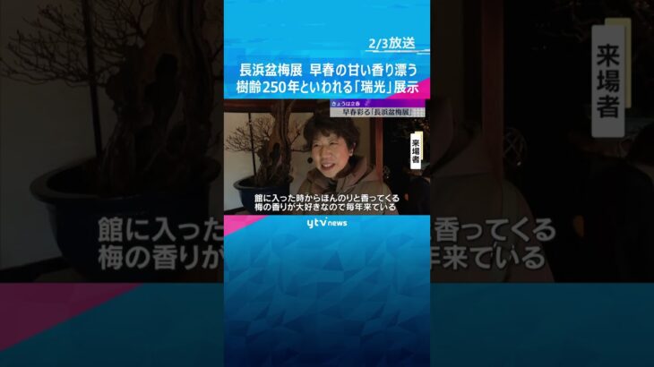 きょうは立春　「ほんのりと香る梅の香り」樹齢250年といわれる八重咲きの紅梅も　滋賀・長浜盆梅展　#shorts #読売テレビニュース