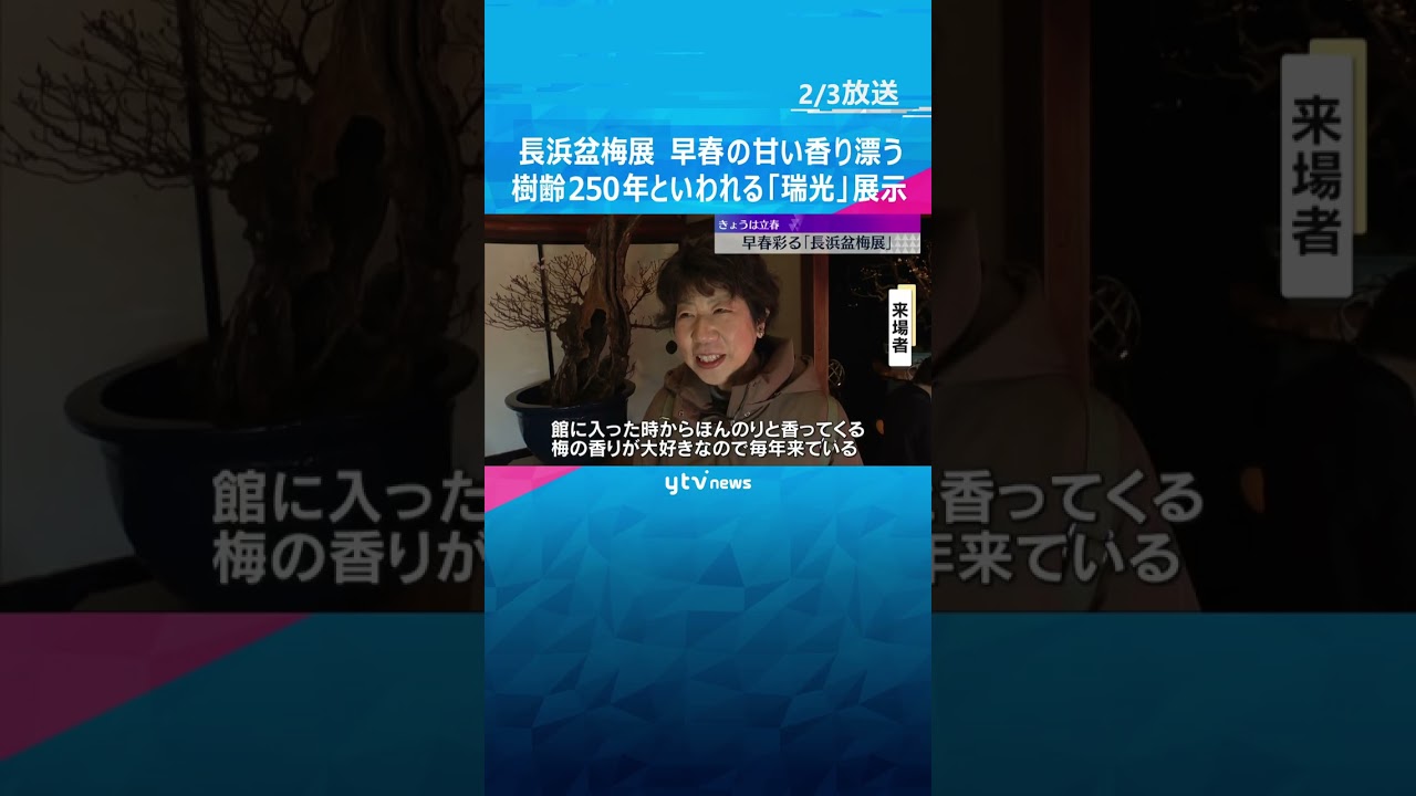 きょうは立春　「ほんのりと香る梅の香り」樹齢250年といわれる八重咲きの紅梅も　滋賀・長浜盆梅展　#shorts #読売テレビニュース